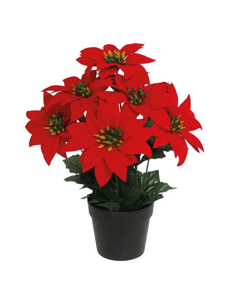 Maceta poinsettia 30 cm, 12 unidades